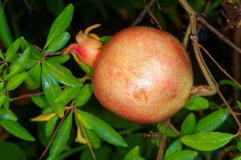 Pomegranate Stock Photos