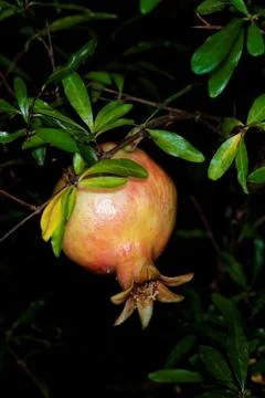 Pomegranate Stock Photos