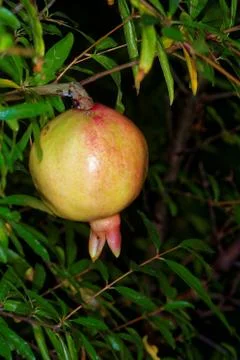 Pomegranate Stock Photos