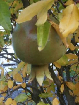 POMEGRANATE Stock Photos