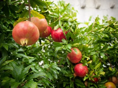 Pomegranate Stock Photos