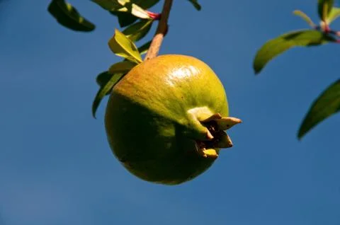 Pomegranate Stock Photos