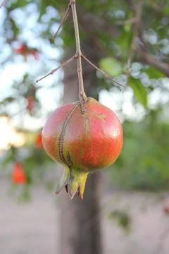 Pomegranate Stock Photos