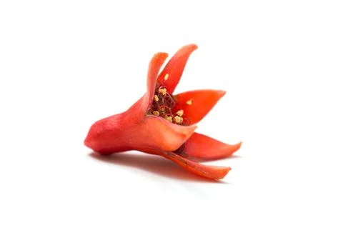 Pomegranate Stock Photos