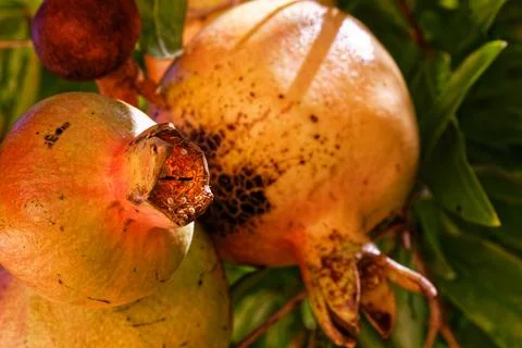 Pomegranate Stock Photos