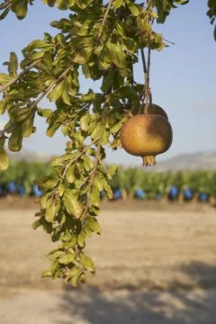 Pomegranate Stock Photos