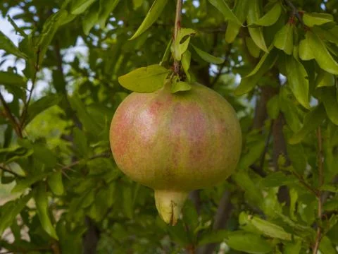 Pomegranate Foto stock