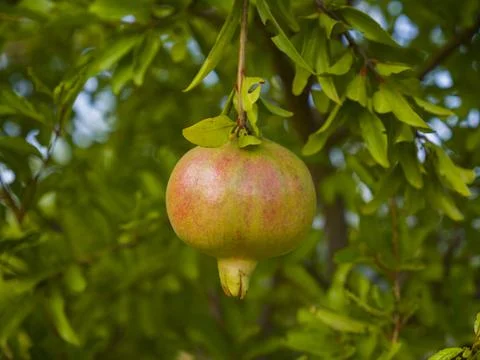 Pomegranate Foto stock