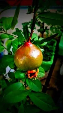 Pomegranate Stock Photos