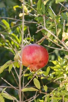 Pomegranate Foto stock