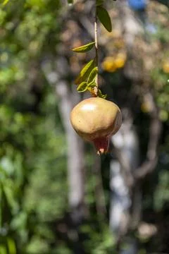 Pomegranate Stock Photos