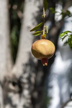 Pomegranate Stock Photos
