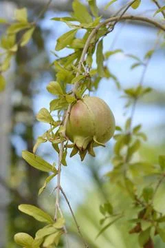 Pomegranate Stock Photos
