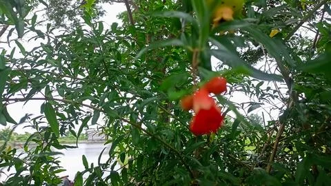 Pomegranate Stock-Fotos