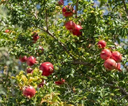 Pomegranate Fotos Stock