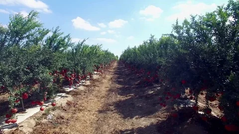 Pomegranate plantation Stock Footage 81416959