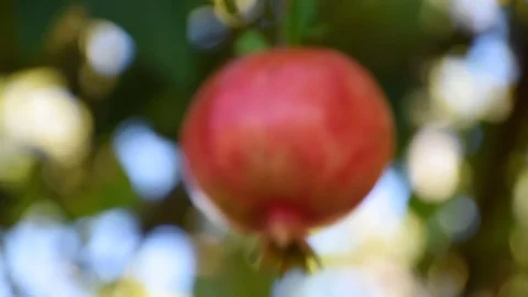 Pomegranate rack focus Stock Footage 82279625
