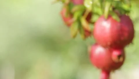 A pomegranate  ready to pick off the tree at a resort spa in Sonoma, CA Stockbeeldmateriaal 8969560