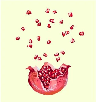 Pomegranate seed splash explosion , vector opened pomegranate illustration Stock Illustration