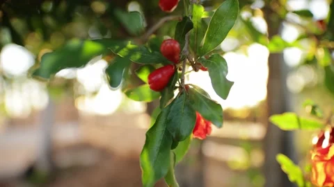 Pomegranate tiny fruits growing on the tree with beautiful light. Harvest Stock Footage 202045989