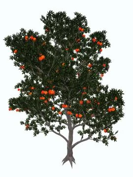 Pomegranate tree - 3D render Stock Illustration