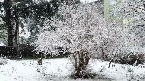 Pomegranate tree and snow Stock Footage 305282420