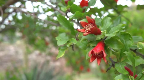 Pomegranate tree in bloom Stock Footage 39350489