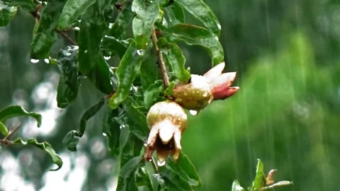 Pomegranate tree blown by wind and drenched by rain Stock Footage 304392309