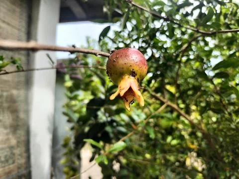 Pomegranate on a tree branch Stock Photos