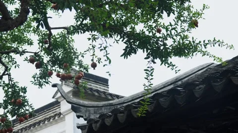 Pomegranate tree branches with ripe fruit hanging over Chinese garden roof Video stock 342105671