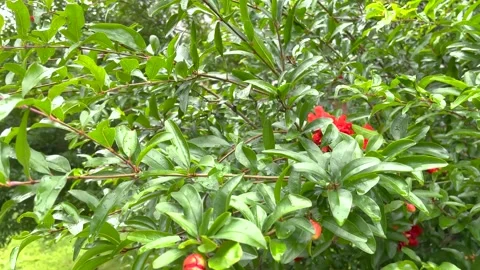 Pomegranate tree branches with small red flower buds in a lush garden Stock Footage 342003148