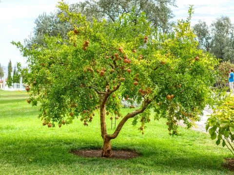 Pomegranate tree in closeup view. Stock Photos