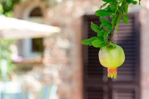 Pomegranate on Tree with Defocused Background Stock Photos