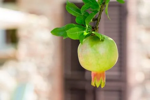 Pomegranate on Tree with Defocused Background Stock Photos