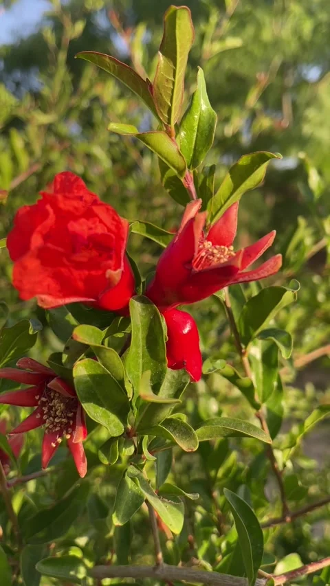Pomegranate tree with flower Stock Footage 280126004