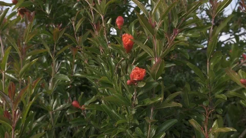 Pomegranate Tree Flowers Stock-Footage 108975307