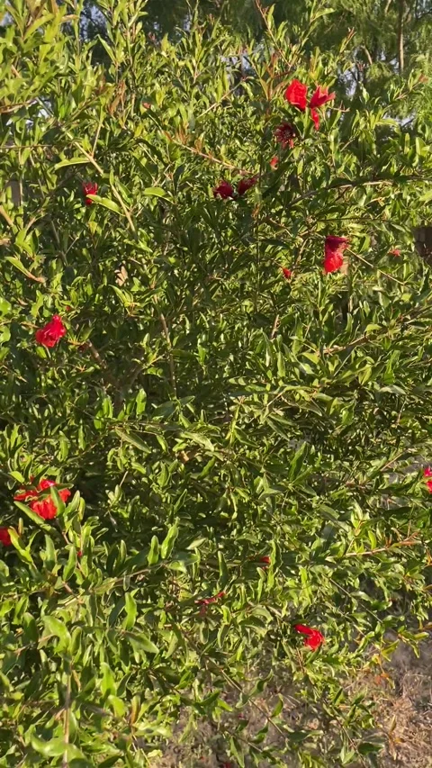 Pomegranate tree with flowers Stock Footage 280126237