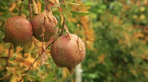 Pomegranate tree Stock Footage 12745274