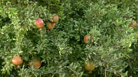 Pomegranate Tree Stock Footage 20522950