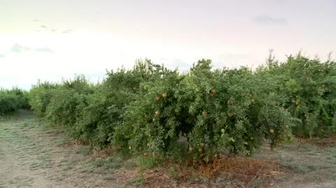 The Pomegranate Tree Stock Footage 20523299