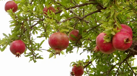 Pomegranate tree Stock Footage 33313059