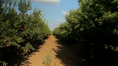 The pomegranate tree Stock Footage 41840461