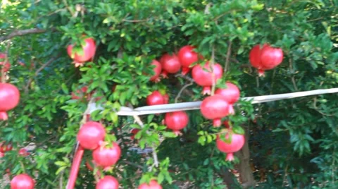 Pomegranate tree Vidéo 42066363