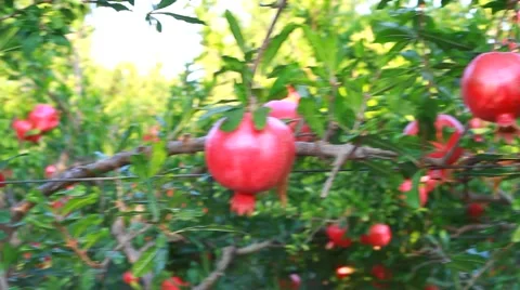 Pomegranate tree Stock Footage 42067192