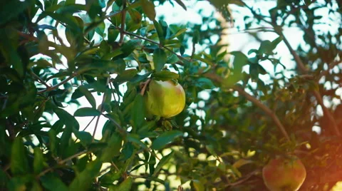 Pomegranate Tree Stock Footage 54671145