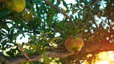 Pomegranate Tree Stock-Footage 54671327