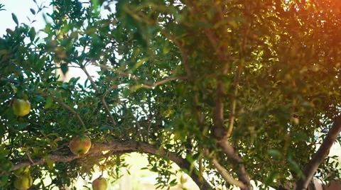 Pomegranate Tree Video stock 54671489