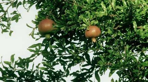 Pomegranate on Tree Stock Footage 67020728