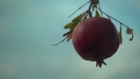 Pomegranate on tree Stock Footage 83184618