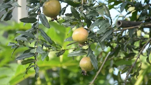 Pomegranate on a tree Video stock 83780860